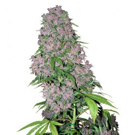 Purple Bud Feminized (3...