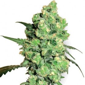 a bud of autoflowering cannabis strain Snow Ryder