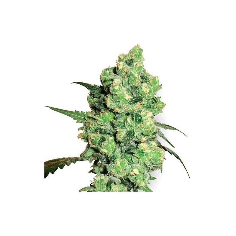 a bud of autoflowering cannabis strain Snow Ryder a bud of autoflowering cannabis strain Snow Ryder