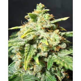 a bud of autoflowering cannabis strain Snow Ryder
