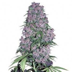 šiška automaticky kvitnúceho konope Purple Bud