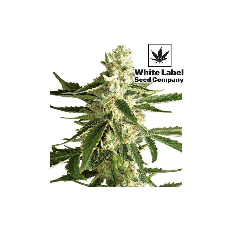 šiška / kvet rastliny konope * marihuana WHITE DIESEL HAZE Automatic (3 Semienka) od White Label Seed Company šiška / kvet rastliny konope * marihuana WHITE DIESEL HAZE Automatic (3 Semienka) od White Label Seed Company