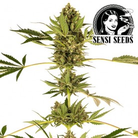 kvet marihuany HIMALAYAN CBD feminizovanej (3 semienka) z holandskej semennej banky Sensi Seeds