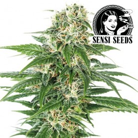 šiška, kvet marihuany EARLY SKUNK Automatic (3 semienka) Sensi Seeds