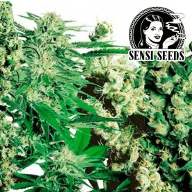 FEMINIZED MIX (10 SEMIENOK)...