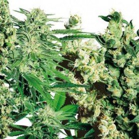 Feminized MIX (20 semienok)
