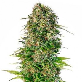 šiška automatizovaného konope Hindu Kush