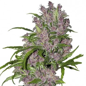 Konopné semená PURPLE BUD Automatic (5 semienok) White Label