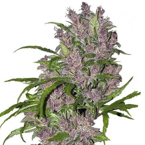 Konopné semená PURPLE BUD Automatic (5 semienok) White Label