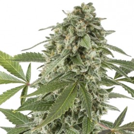 White Widow Automatic (3...