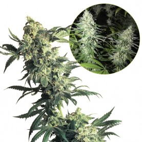 Konopné semená NORTHERN LIGHTS Feminized (3 semienka) Sensi Seeds