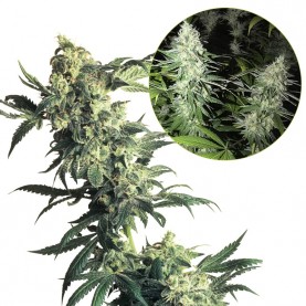 NORTHERN LIGHTS Automatic...