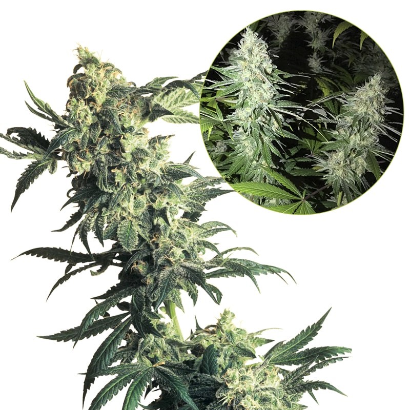 Konopné semená NORTHERN LIGHTS Automatic (5 semienok) Sensi Seeds