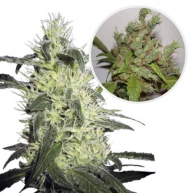 JACK FLASH NO.5 Feminized...