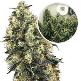 SUPER SKUNK Automatic (3...
