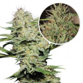 SKUNK Automatic Feminized...