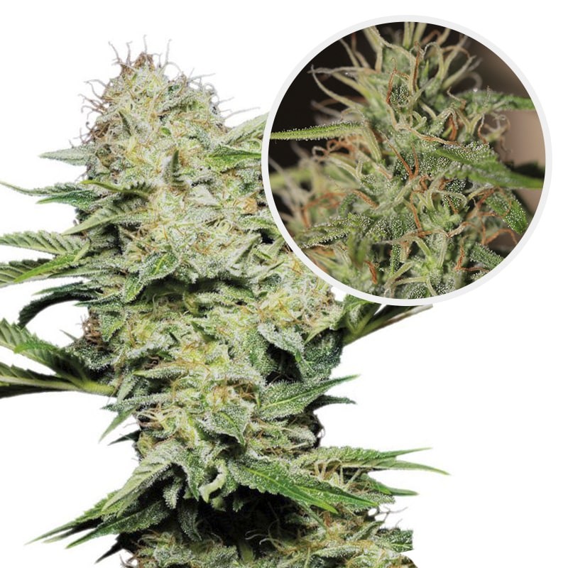 Konopné semená SENSI SKUNK Automatic Feminized (5 semienok) Sensi Seeds