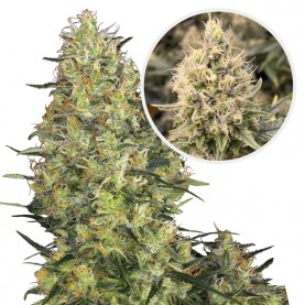 SHIVA SKUNK Automatic (5...