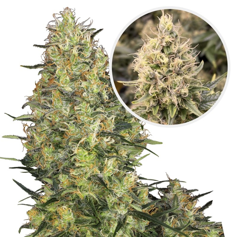 Konopné semená SHIVA SKUNK Automatic (5 semien) Sensi Seeds