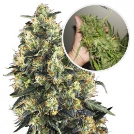 copy of SUPER SKUNK...
