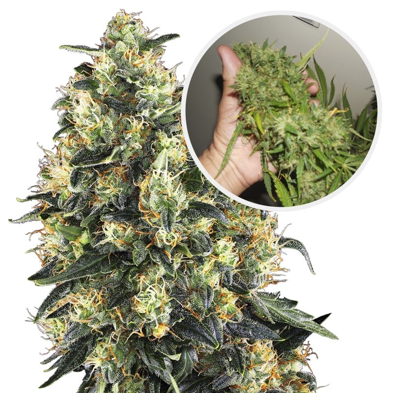 Konopné semená SUPER SKUNK Automatic (5 semienok) Sensi Seeds