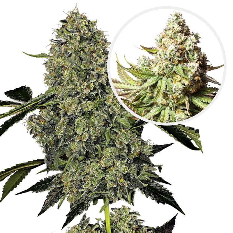 O.G. Kush Automatic (3 semienka) - Semená marihuany White Label Seed Company