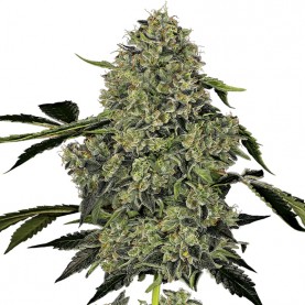 O.G. Kush Automatic (3 semienka) - Semená marihuany White Label Seed Company