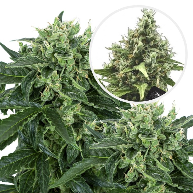 Sensi Amnesia Automatic (3 semienka) - Semená marihuany Sensi Seeds Research