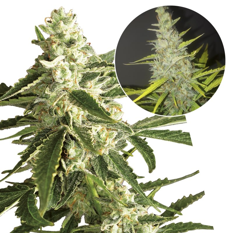 Konopné semená WHITE DIESEL HAZE Automatic (3 Semienka) White Label