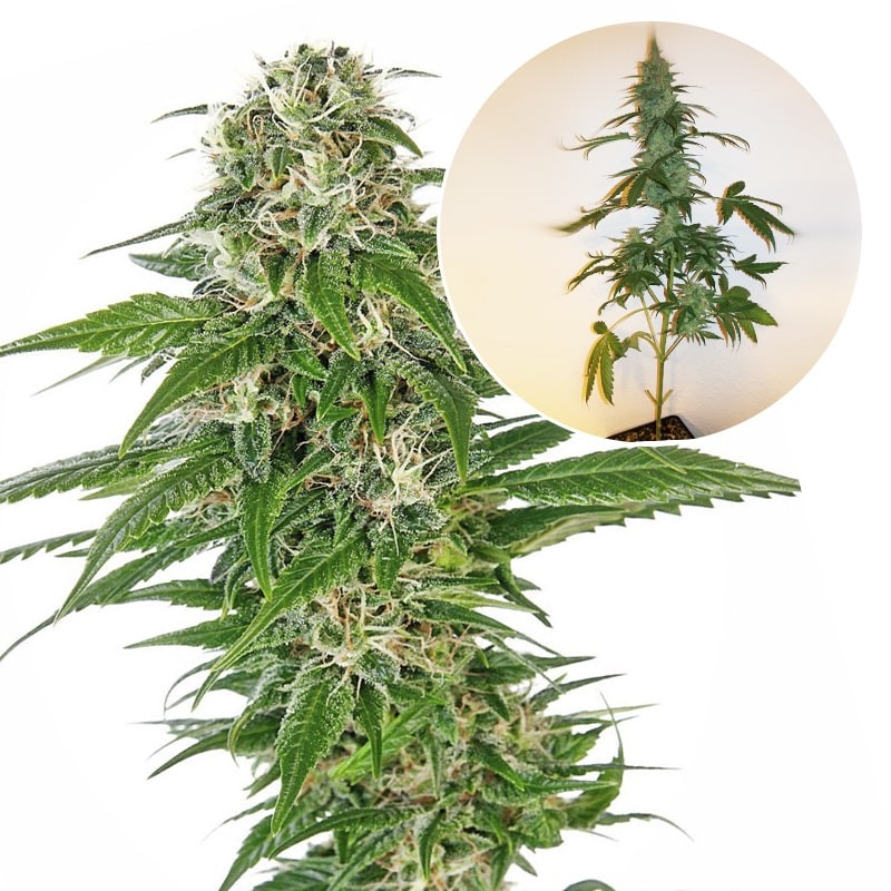 Konopné semená EARLY SKUNK Automatic (3 semienka) Sensi Seeds