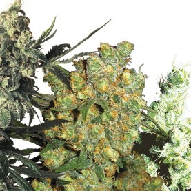 Konopné semená FEMINIZED MIX (10 SEMIENOK) Sensi Seeds