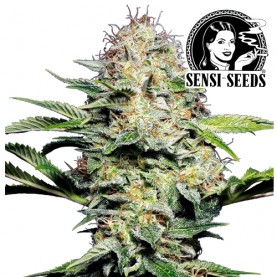 Sensi Skunk Automatic (3 semienka) - Semená marihuany Sensi Seeds