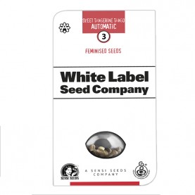 Sweet Tangerine Tango Automatic (3 semienka) - Konopné semená White Label Seed Company