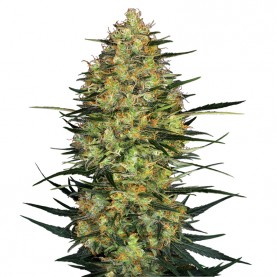 Caramellow Kush Automatic (3 semienka) - Semená marihuany Sensi Seeds Research