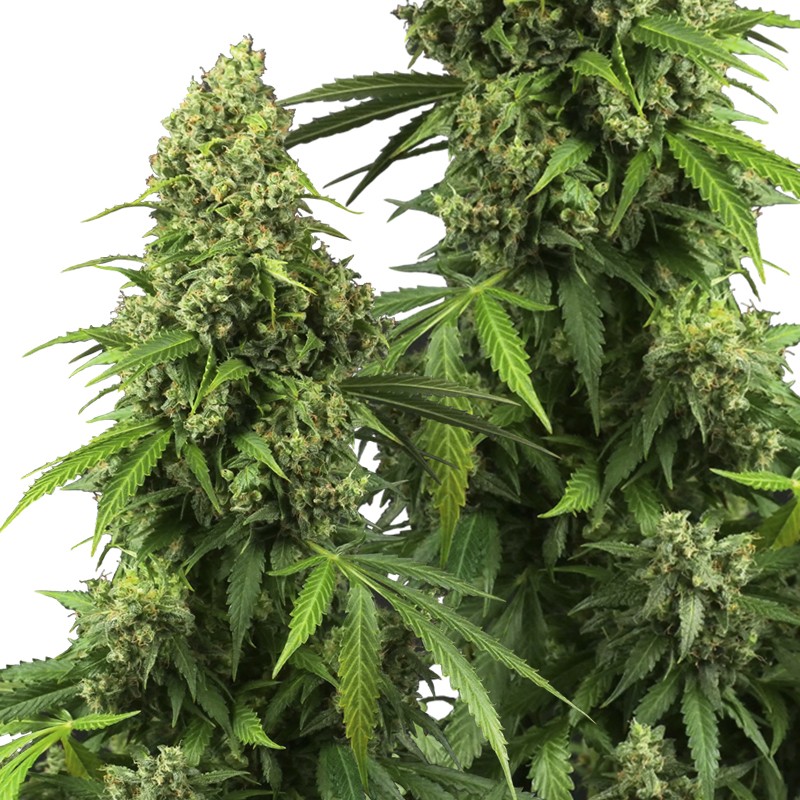 Honey Melon Kush Automatic (3 semienka) - Semená marihuany Sensi Seeds Research