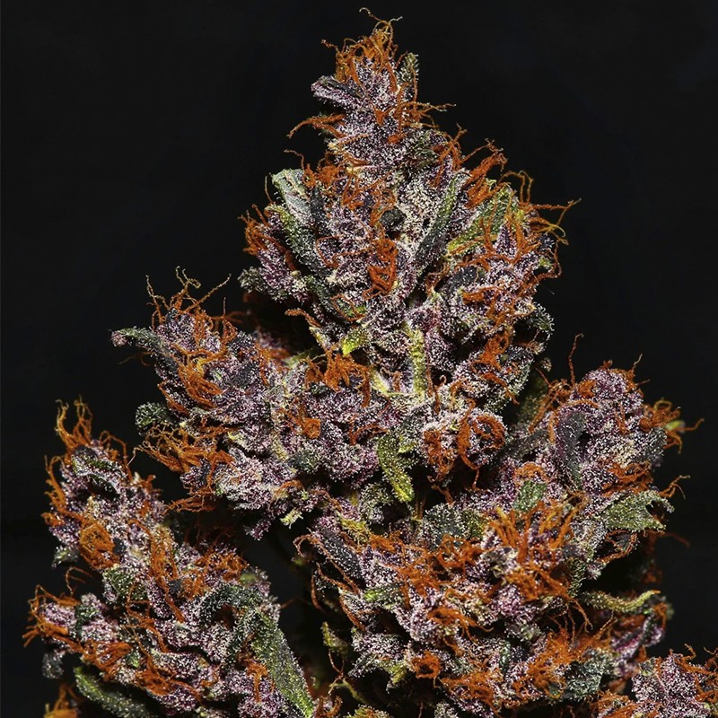 Crystal Meth (3 semená) Auto - Semená marihuany Fast Buds