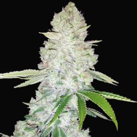 Gorilla Glue (3 semená) Auto - Semená marihuany Fast Buds