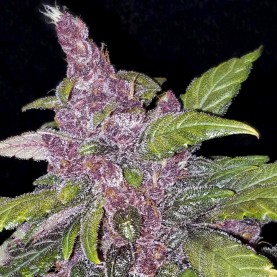 LSD-25 (3 semená) Auto - Semená marihuany Fast Buds