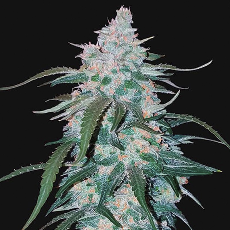 Pineapple Express (3 semená) Auto - Semená marihuany Fast Buds