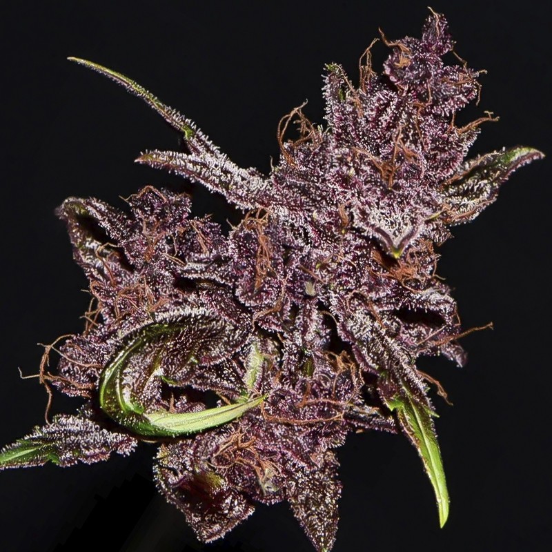 Purple Lemonade (3 semená) Auto - Semená marihuany Fast Buds