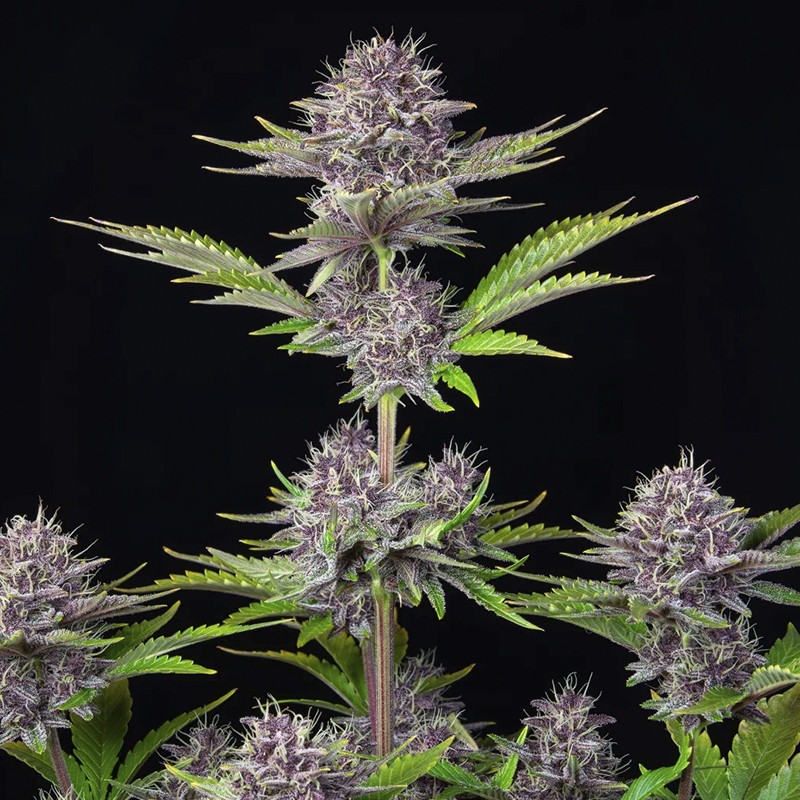 Purple Punch (3 semená) Auto - Semená marihuany Fast Buds
