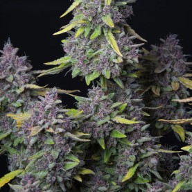 Purple Punch (3 semená) Auto - Semená marihuany Fast Buds