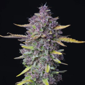 Purple Punch (3 semená) Auto - Semená marihuany Fast Buds