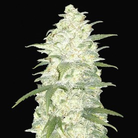 Original Auto White Widow (3 semená) - Semená marihuany Fast Buds