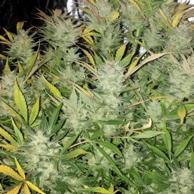 Original Auto White Widow (3 semená) - Semená marihuany Fast Buds