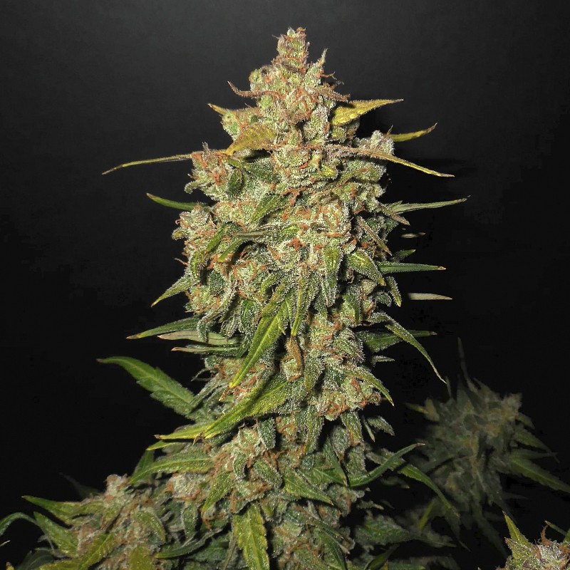 Lemon AK (3 semená) Auto - Semená marihuany Fast Buds