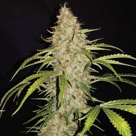 Original Auto Jack Herer (3 semená) - Semená marihuany Fast Buds