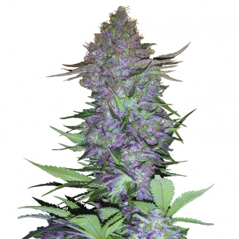 Sensi Purple Skunk Automatic (3 semienka) - Semená marihuany Sensi Seeds Research