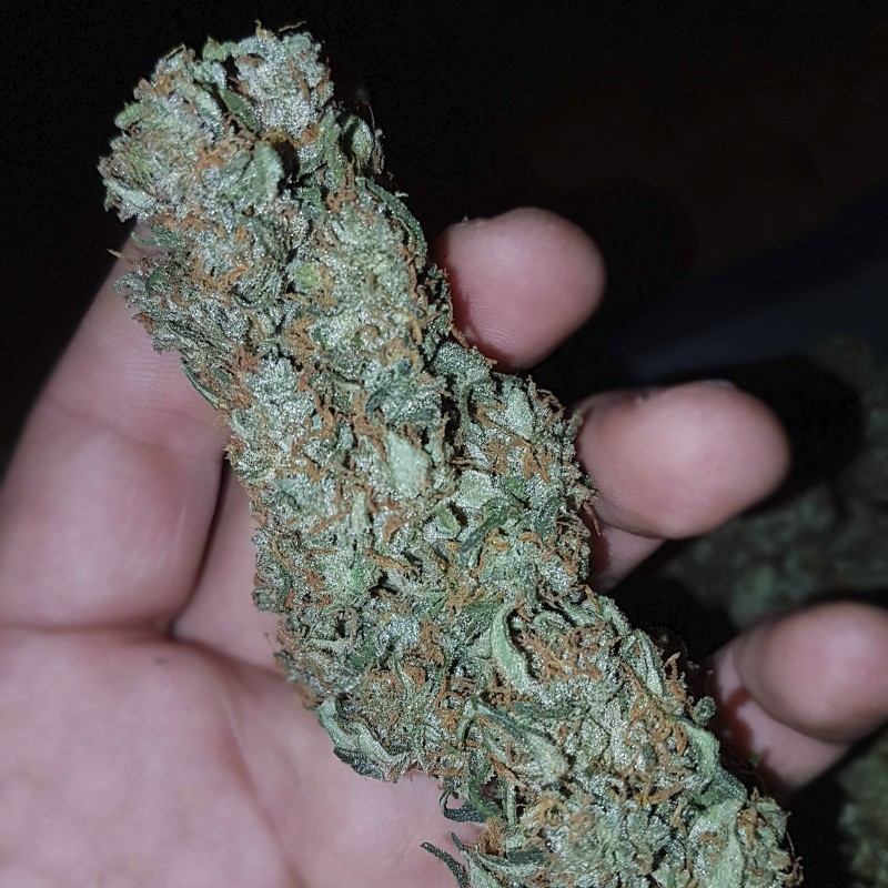 CBD 20:1 (3 semená) Auto - Semená marihuany Fast Buds