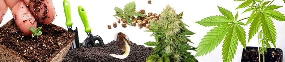 Hemp Seeds
